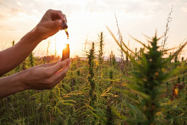 Wie wird unser CBD Öl hergestellt?
