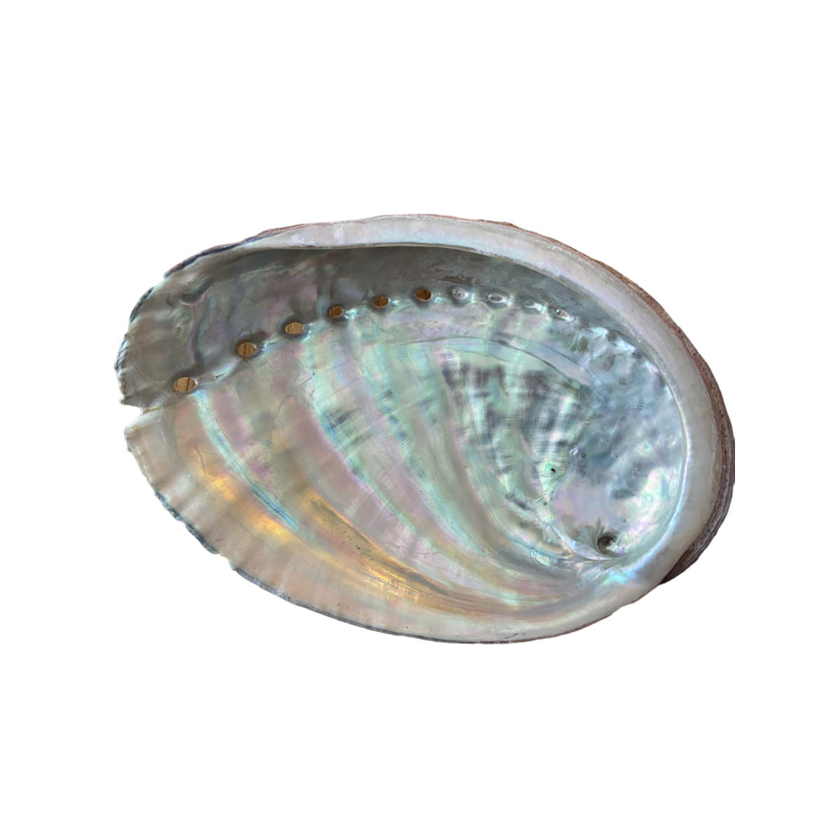 Ormeau Shell