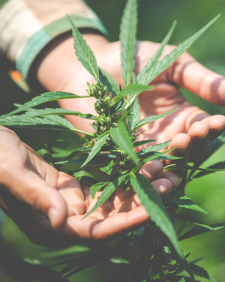 Günstige CBD Öle bei Zur Blüte