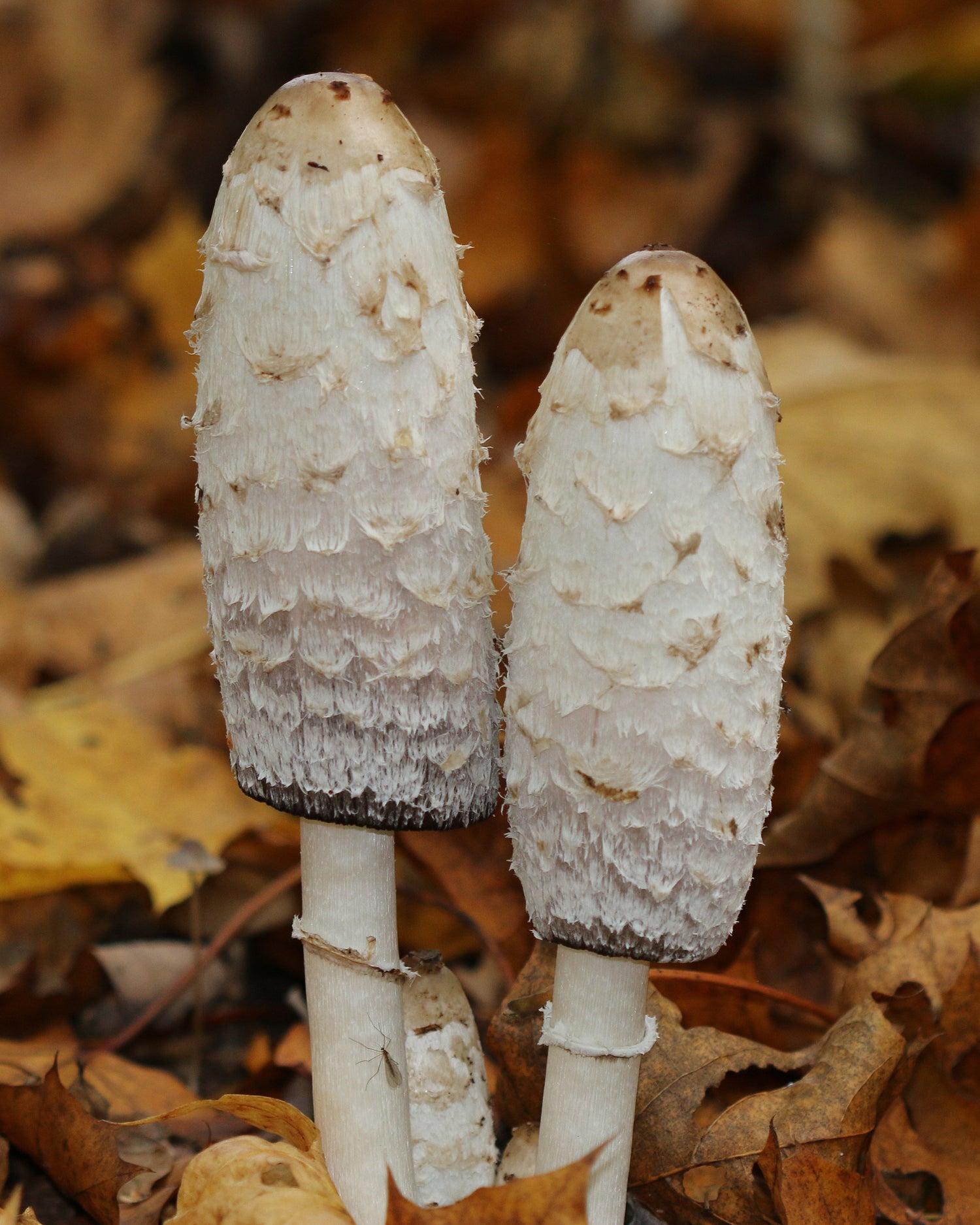 Schopftintling Vitalpilz