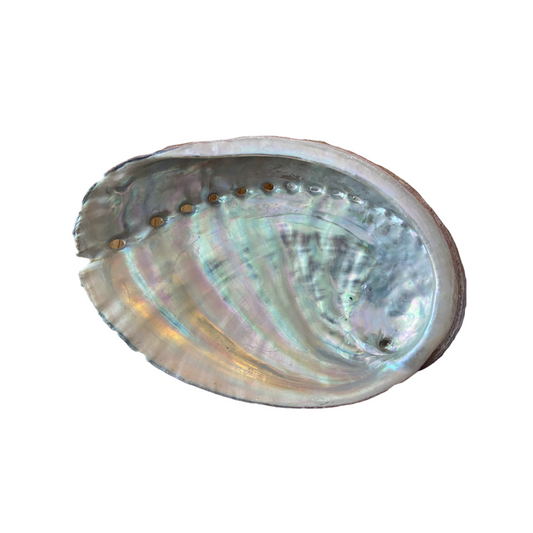 Ormeau Shell