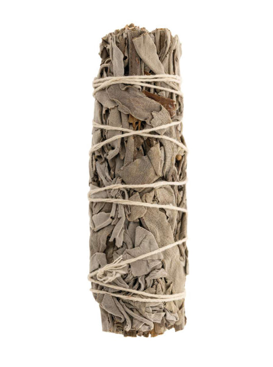 Weißer Salbei mini Smudge einzeln